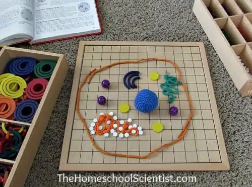 Ways to Make a Cell Model - Spielgaban Cell Model