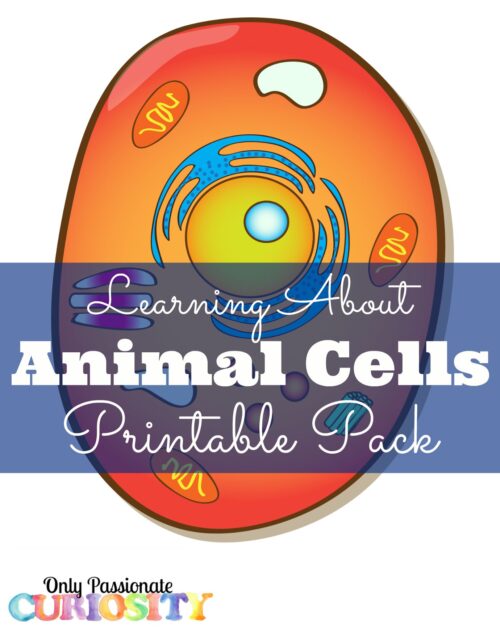 10+ Awesome Ways to Make a Cell Model - Weird, Unsocialized Homeschoolers