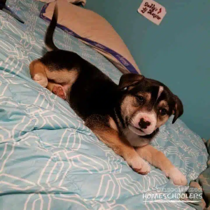 bella-belle