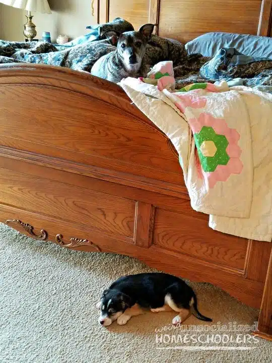 peanut-and-belle