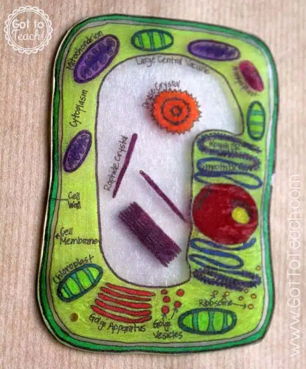 plant cell model