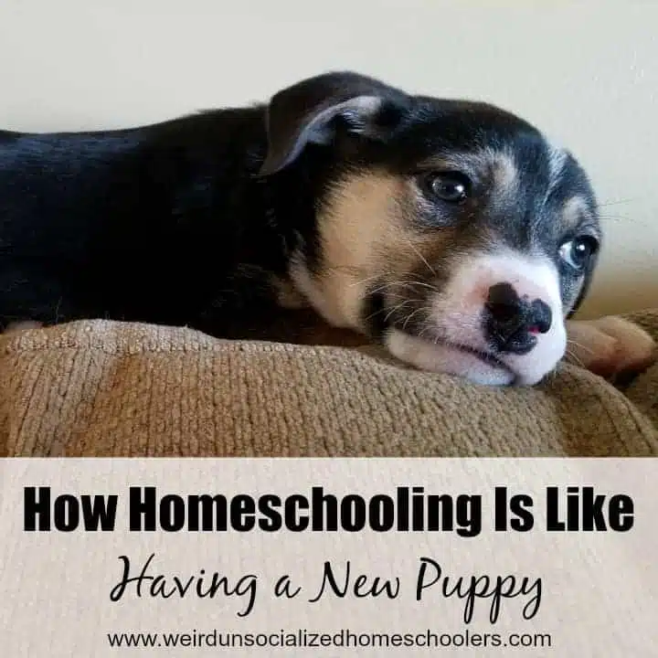 How Homeschooling Is Like Having a New Puppy