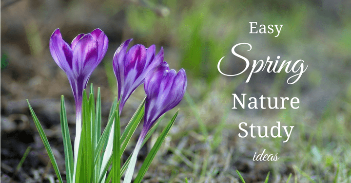 Easy Spring Nature Study Ideas