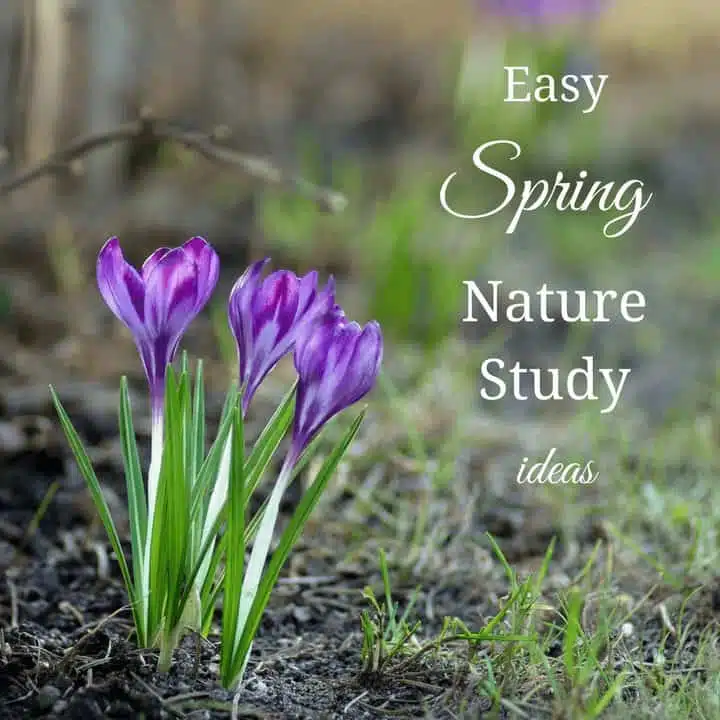 Easy Spring Nature Study Ideas