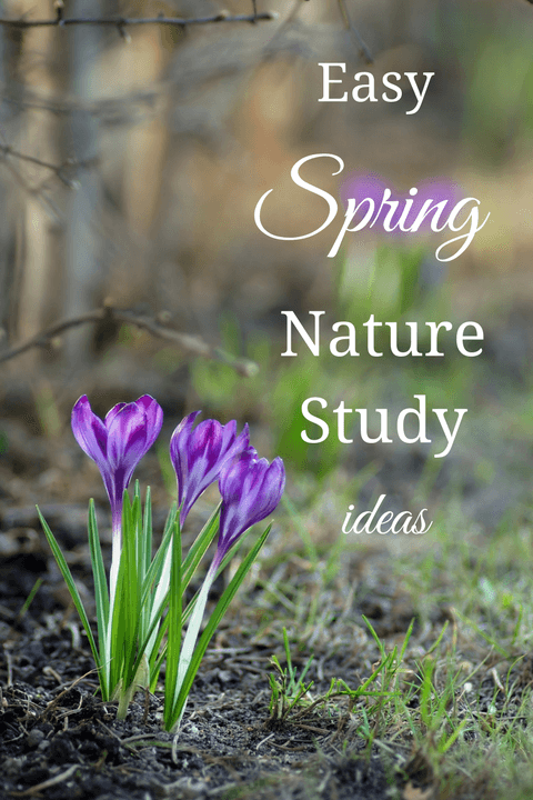 Easy Spring Nature Study Ideas