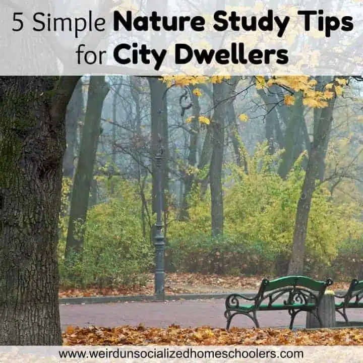 5 Simple Nature Study Tips for City Dwellers