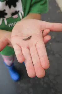 finding a little slug