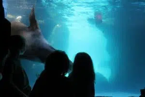 kids watching seal
