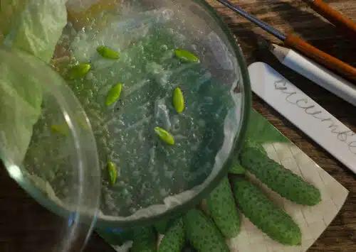 100+ Things to Look at Under the Microscope (That You Already Have at Home) - petri dish with cucumber seeds