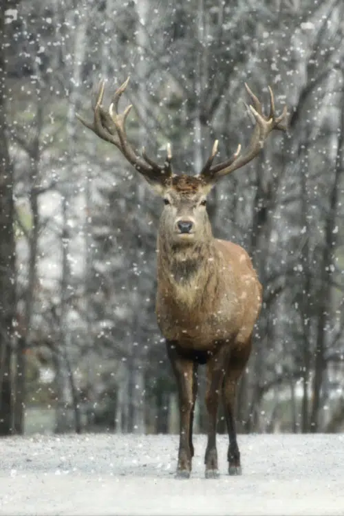 50+ Super-Cool Winter Study Ideas- elk in snow