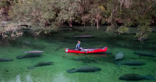 canoeing with manatees