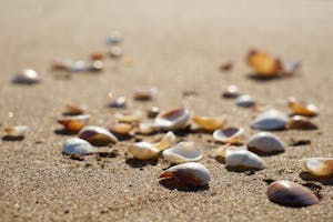 Chemical Reactions with Seashells