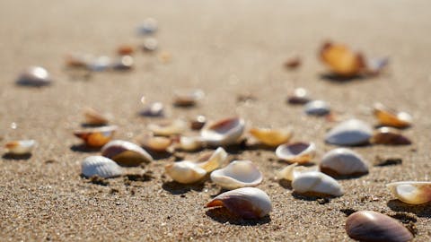 A close-up view of scattered seashells on a sunny beach, capturing natural beauty.