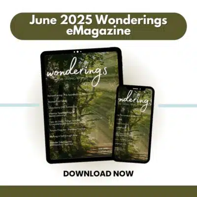 Wonderings – June Homeschool Field Guide