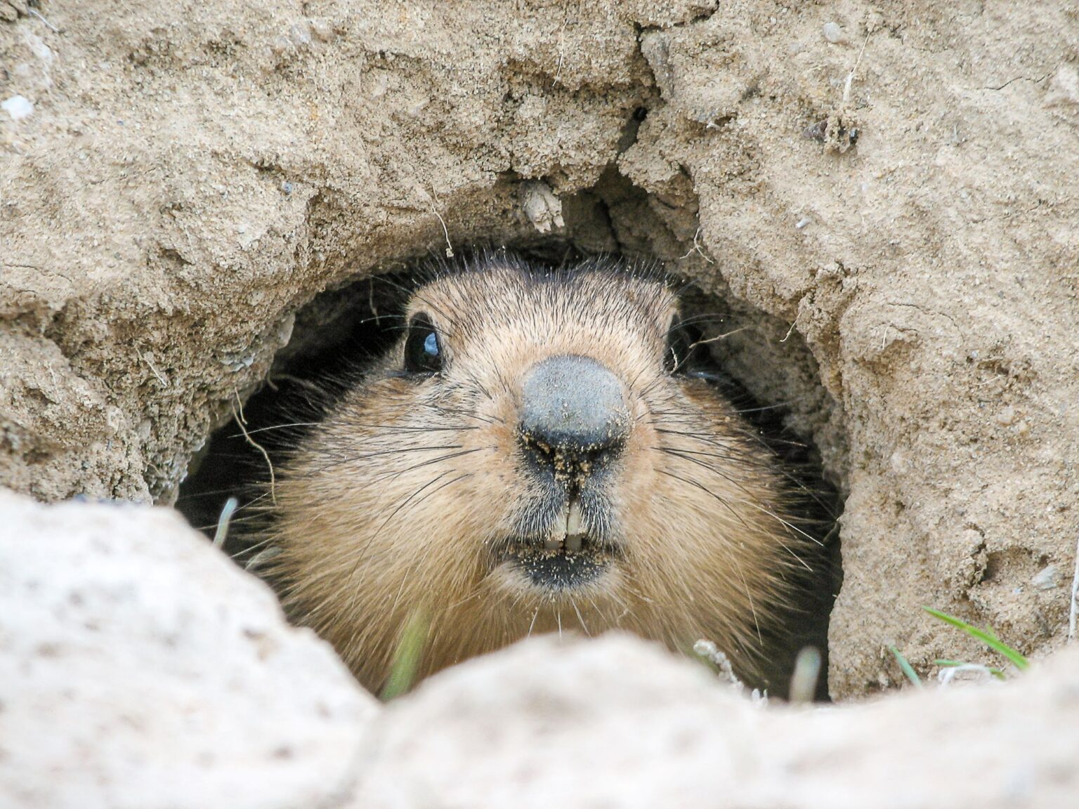 Groundhog Using Computer Using Groundhog Day to Spark Curiosity - Weird, Unsocialized Homeschoolers