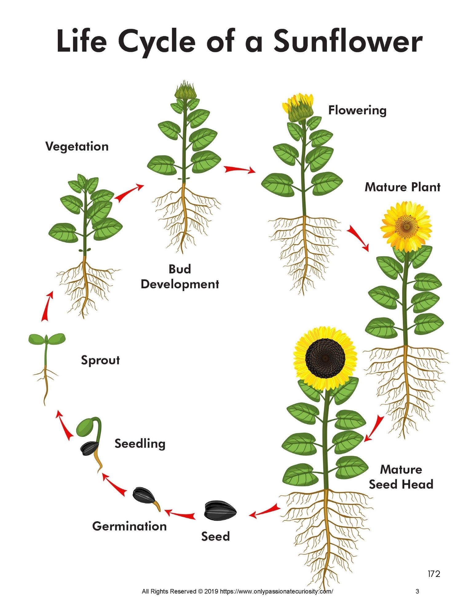Wonderings - August Homeschool Field Guide - Image 10
